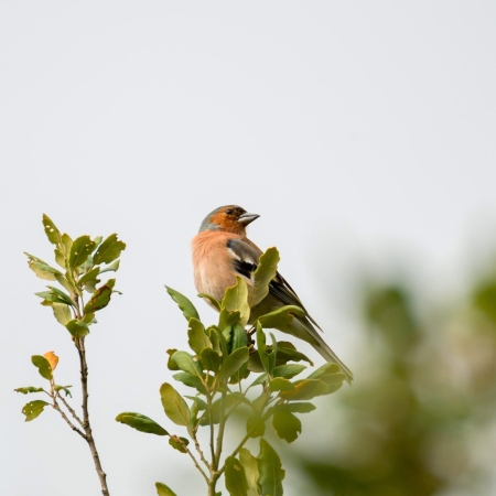 Sierra de Crestillina male Chaffinch